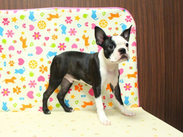 神奈川県のボストンテリア (ペットショッププチマリア 横浜永田台店/2026年5月22日生まれ/男の子/ボストンカラー)の子犬の4枚目の画像