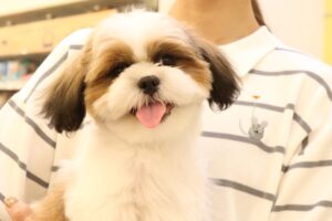 シーズー【プチマリアB-WESTイオンモール大垣店】
