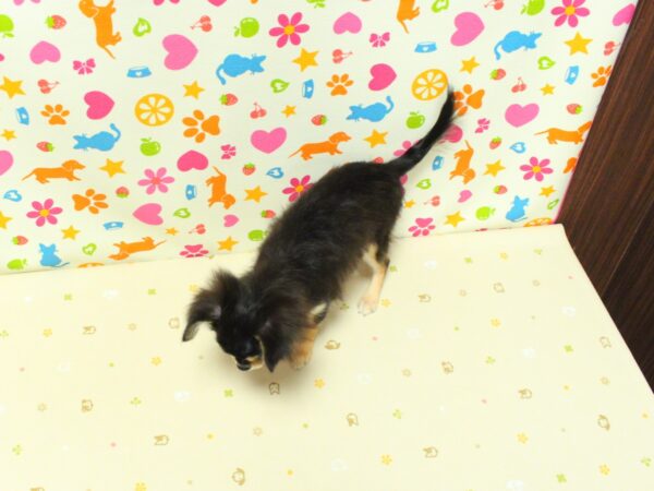 神奈川県のチワワ(ロング) (ペットショッププチマリア 横浜永田台店/2026年5月31日生まれ/女の子/ブラックタンホワイト)の子犬の3枚目の画像