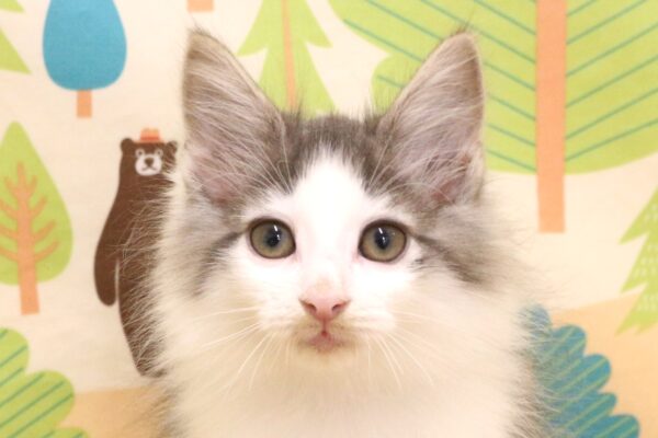 ノルウェージャンフォレストキャット