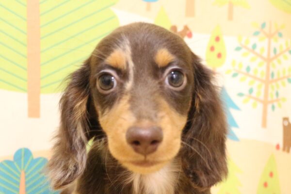 東京都のカニンヘンダックスフンド(ロング) (ペットショッププチマリア 東久留米店/2026年7月11日生まれ/男の子/チョコレートダップル)の子犬の1枚目の画像