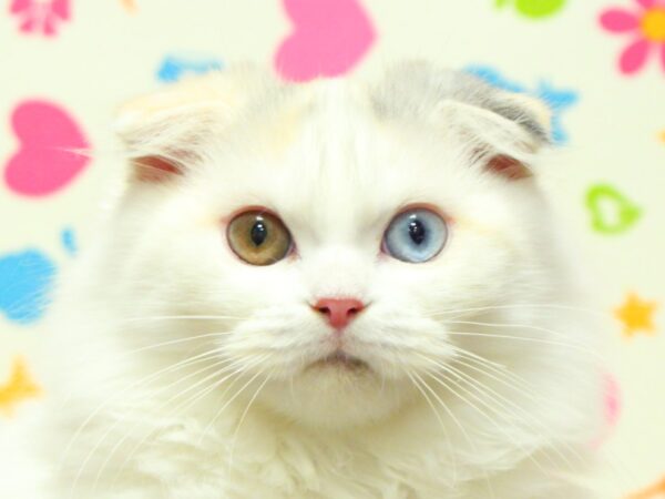 スコティッシュ