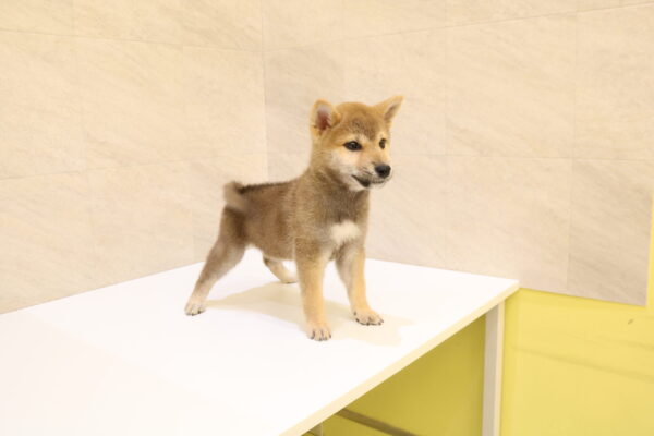 岐阜県の豆柴 (ペットショッププチマリア 大垣イオンモール店/2026年7月18日生まれ/男の子/赤)の子犬の4枚目の画像