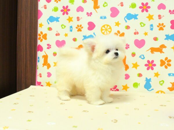 チワプー/プーチー(チワワ×プードル)の子犬 284頭掲載中|相場25万円