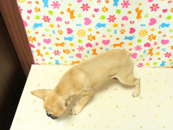 神奈川県のフレンチブルドッグ (ペットショッププチマリア 横浜永田台店/2026年5月30日生まれ/男の子/フォーン)の子犬の3枚目の画像