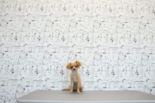 三重県のミックス（ハーフ犬） (ペットショッププチマリア　イオンタウン松阪船江店/2026年4月25日生まれ/女の子/クリームホワイト)の子犬の4枚目の画像