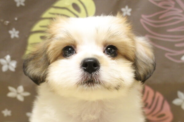 ミックス（ハーフ犬）