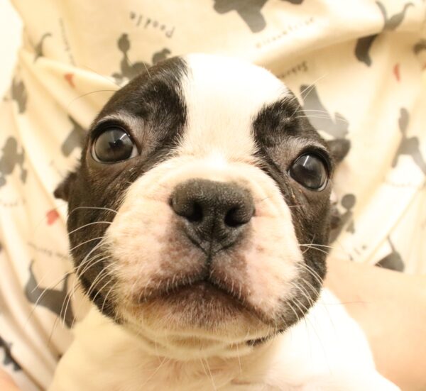 フレンチブルドッグ