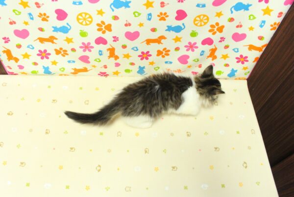 神奈川県のノルウェージャンフォレストキャット (ペットショッププチマリア 横浜永田台店/2026年8月17日生まれ/男の子/ブラックタビーホワイト)の子猫の2枚目の画像