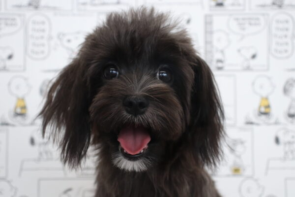 ミックス（ハーフ犬）