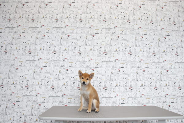 三重県の柴犬(標準サイズ) (ペットショッププチマリア　イオンタウン松阪船江店/2026年6月3日生まれ/男の子/赤)の子犬の4枚目の画像