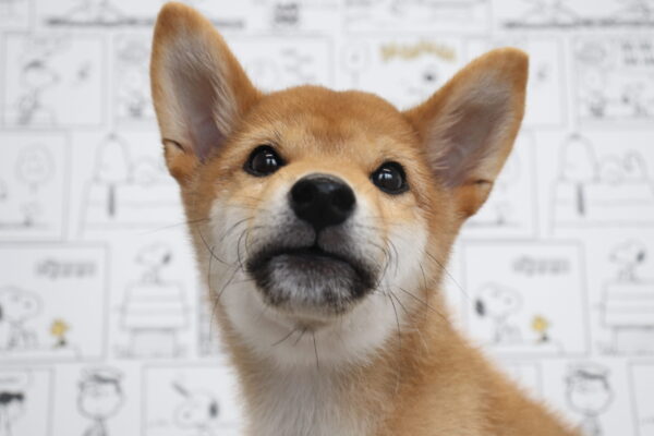 柴犬