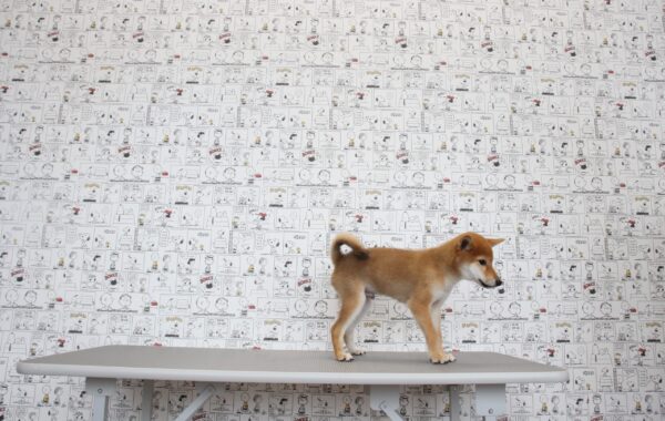三重県の柴犬(標準サイズ) (ペットショッププチマリア　イオンタウン松阪船江店/2026年6月3日生まれ/男の子/赤)の子犬の2枚目の画像