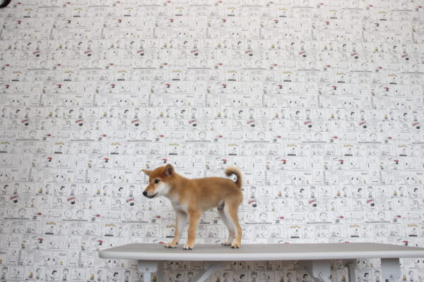 三重県の柴犬(標準サイズ) (ペットショッププチマリア　イオンタウン松阪船江店/2026年6月3日生まれ/男の子/赤)の子犬の3枚目の画像