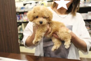 ビションフリーゼ☓トイプードル【若葉台店】