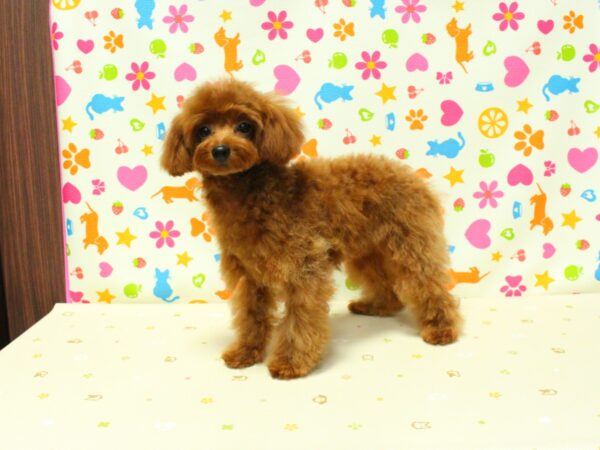 神奈川県のトイプードル(トイ) (ペットショッププチマリア 横浜永田台店/2026年6月10日生まれ/女の子/レッドフォーン)の子犬の2枚目の画像