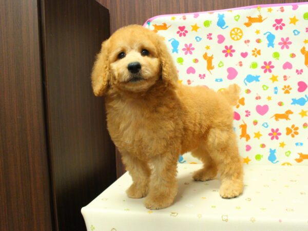 神奈川県のスタンダードプードル (ペットショッププチマリア 横浜永田台店/2026年8月19日生まれ/男の子/レッド)の子犬の2枚目の画像