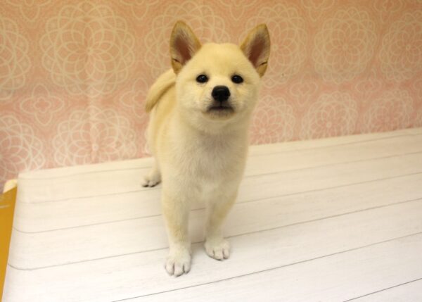 岐阜県の柴犬(標準サイズ) (ペットショッププチマリア 美濃加茂店/2026年7月30日生まれ/男の子/白)の子犬の3枚目の画像