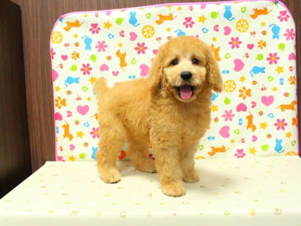 神奈川県のスタンダードプードル (ペットショッププチマリア 横浜永田台店/2026年8月19日生まれ/男の子/レッド)の子犬の4枚目の画像