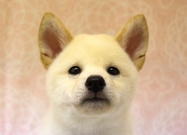 柴犬