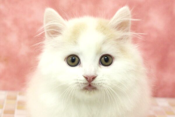 マンチカン