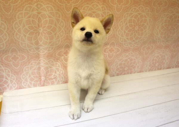 岐阜県の柴犬(標準サイズ) (ペットショッププチマリア 美濃加茂店/2026年7月30日生まれ/男の子/白)の子犬の4枚目の画像