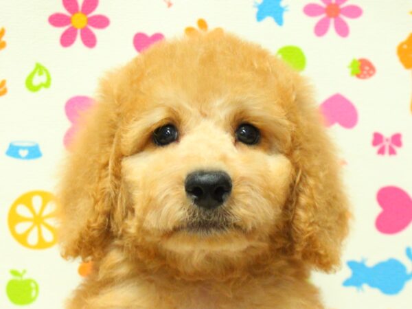 神奈川県のスタンダードプードル (ペットショッププチマリア 横浜永田台店/2026年8月19日生まれ/男の子/レッド)の子犬の1枚目の画像