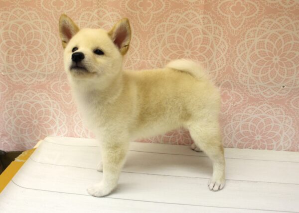 岐阜県の柴犬(標準サイズ) (ペットショッププチマリア 美濃加茂店/2026年7月30日生まれ/男の子/白)の子犬の2枚目の画像