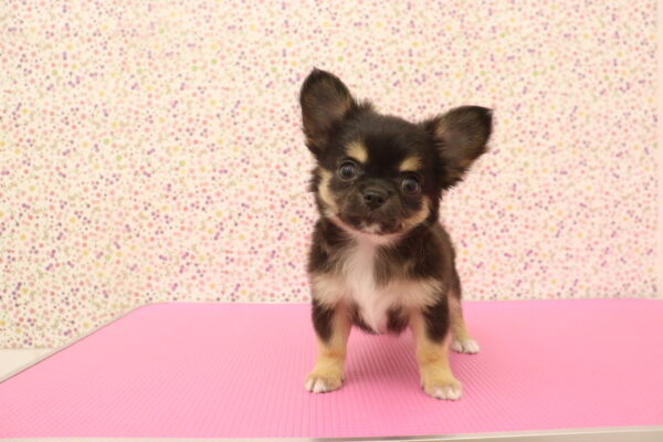 愛知県のチワワ(ロング) (ペットショッププチマリア イオンタウン弥富店/2026年8月12日生まれ/男の子/ブラックタンホワイト)の子犬の3枚目の画像