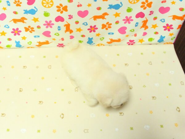 神奈川県のトイプードル(トイ) (ペットショッププチマリア 横浜永田台店/2026年8月16日生まれ/男の子/ホワイト)の子犬の3枚目の画像