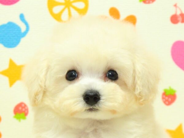 神奈川県のトイプードル(トイ) (ペットショッププチマリア 横浜永田台店/2026年8月16日生まれ/男の子/ホワイト)の子犬の1枚目の画像