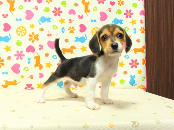 神奈川県のビーグル (ペットショッププチマリア 横浜永田台店/2026年8月24日生まれ/男の子/ブラックタンホワイト)の子犬の2枚目の画像