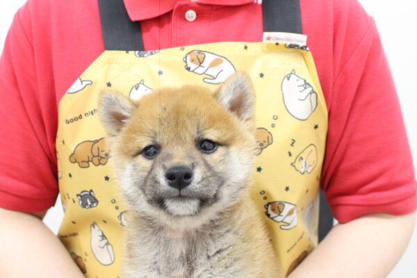 柴犬
