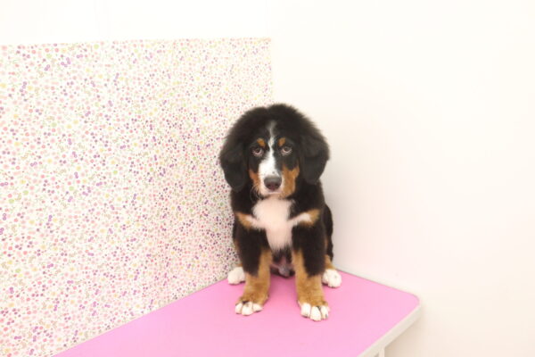 愛知県のバーニーズマウンテンドッグ (ペットショッププチマリア イオンタウン弥富店/2026年7月7日生まれ/男の子/ブラックラストホワイト)の子犬の2枚目の画像