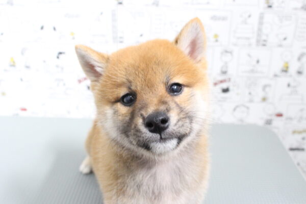 岐阜県の柴犬(標準サイズ) (ペットショッププチマリア 岐阜大垣垂井店/2026年8月2日生まれ/男の子/赤)の子犬の1枚目の画像