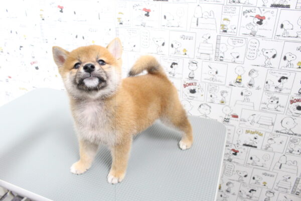 岐阜県の柴犬(標準サイズ) (ペットショッププチマリア 岐阜大垣垂井店/2026年8月2日生まれ/男の子/赤)の子犬の2枚目の画像