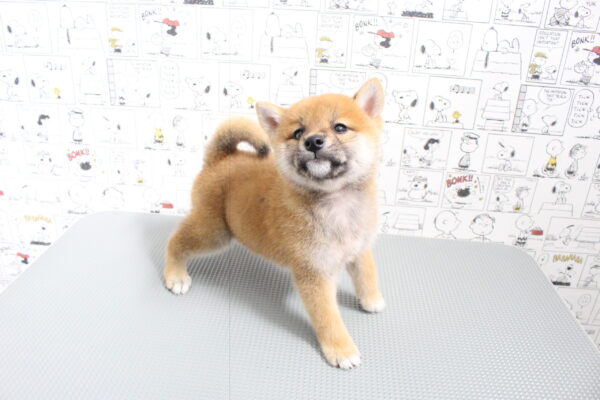 岐阜県の柴犬(標準サイズ) (ペットショッププチマリア 岐阜大垣垂井店/2026年8月2日生まれ/男の子/赤)の子犬の4枚目の画像