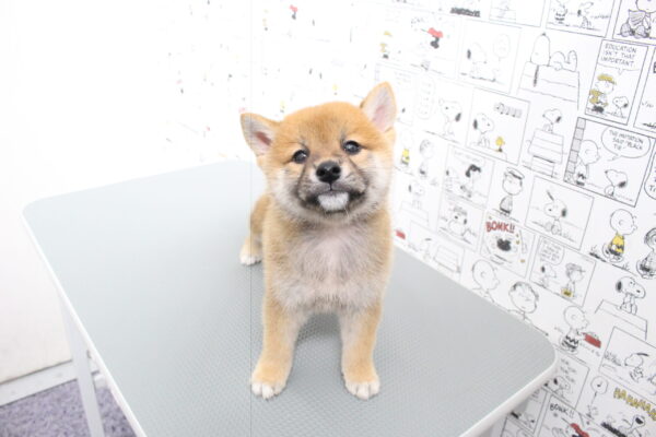 岐阜県の柴犬(標準サイズ) (ペットショッププチマリア 岐阜大垣垂井店/2026年8月2日生まれ/男の子/赤)の子犬の3枚目の画像