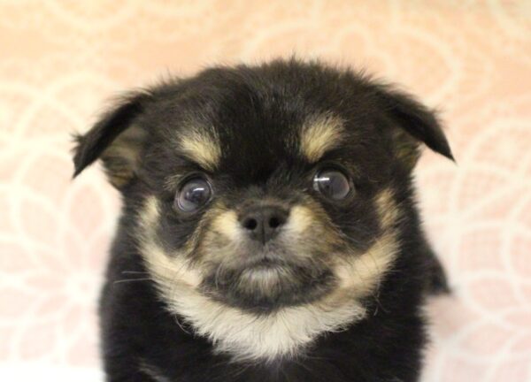 チワワ