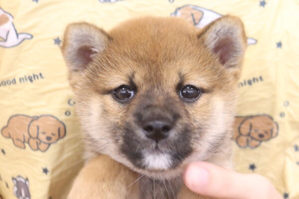 柴犬