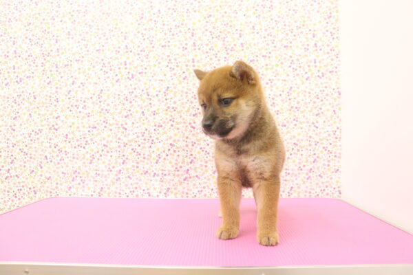 愛知県の柴犬(標準サイズ) (ペットショッププチマリア イオンタウン弥富店/2026年8月16日生まれ/女の子/赤)の子犬の4枚目の画像