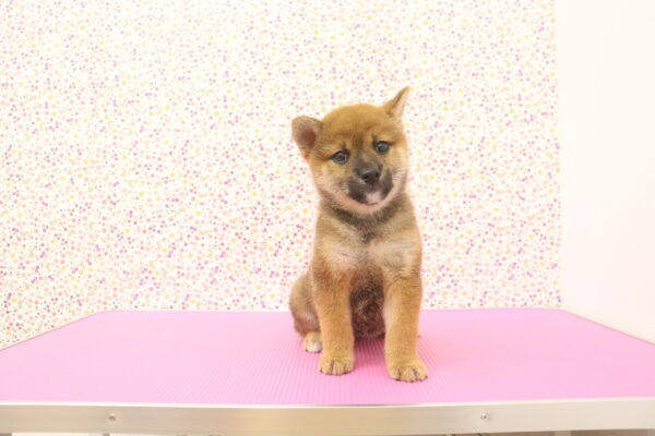 愛知県の柴犬(標準サイズ) (ペットショッププチマリア イオンタウン弥富店/2026年8月16日生まれ/女の子/赤)の子犬の3枚目の画像