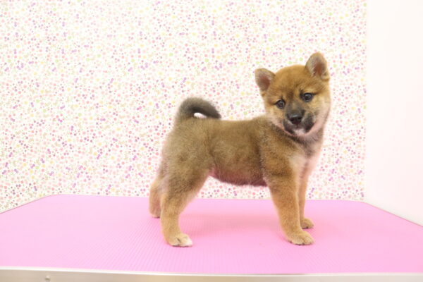 愛知県の柴犬(標準サイズ) (ペットショッププチマリア イオンタウン弥富店/2026年8月16日生まれ/女の子/赤)の子犬の2枚目の画像