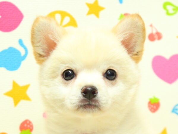 ミックス（ハーフ犬）
