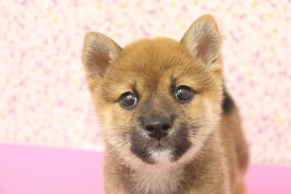 愛知県の柴犬(標準サイズ) (ペットショッププチマリア イオンタウン弥富店/2026年8月16日生まれ/女の子/赤)の子犬の1枚目の画像