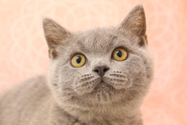 ブリティッシュ