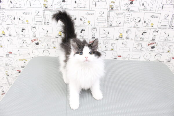 岐阜県のノルウェージャンフォレストキャット (ペットショッププチマリア 岐阜大垣垂井店/2026年8月4日生まれ/女の子/ブラックホワイト)の子猫の4枚目の画像
