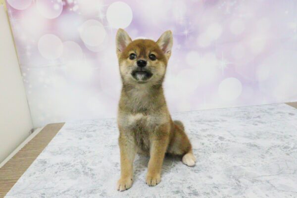 愛知県の柴犬(標準サイズ) (ペットショッププチマリア イオン小牧店/2026年7月5日生まれ/女の子/赤)の子犬の2枚目の画像