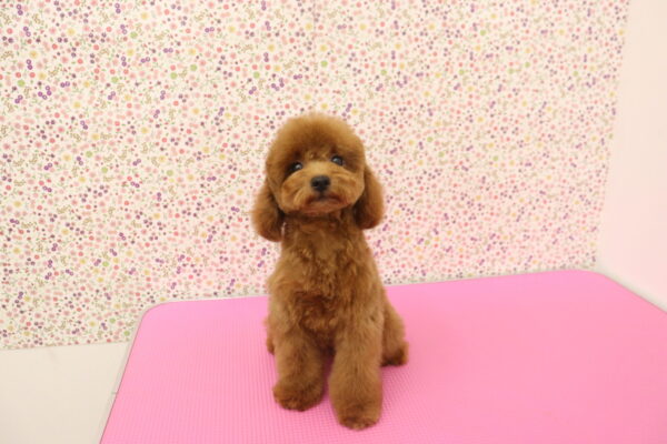愛知県のトイプードル(トイ) (ペットショッププチマリア イオンタウン弥富店/2026年7月14日生まれ/男の子/レッドフォーン)の子犬の2枚目の画像