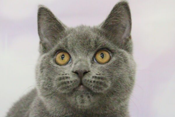 ブリティッシュ
